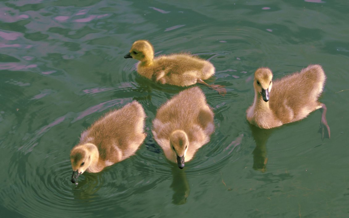 Download Wallpaper Four ducklings swimming on the lake