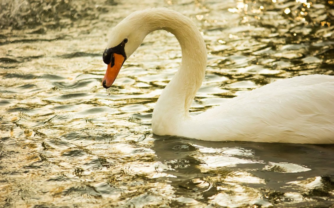 Download Wallpaper White swan on the river