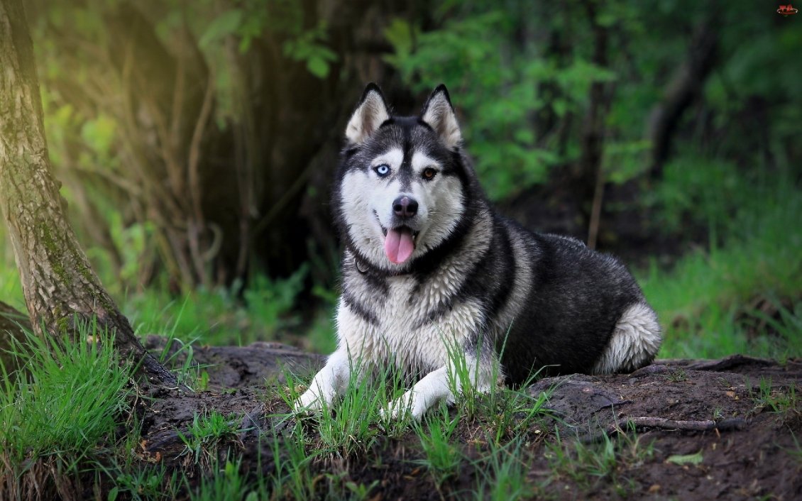 Download Wallpaper Siberian husky dog in the forest