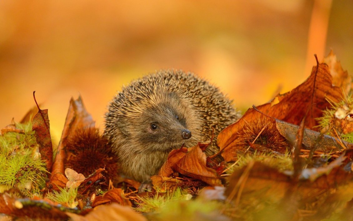 Download Wallpaper Cute hedgehog on dried leaves