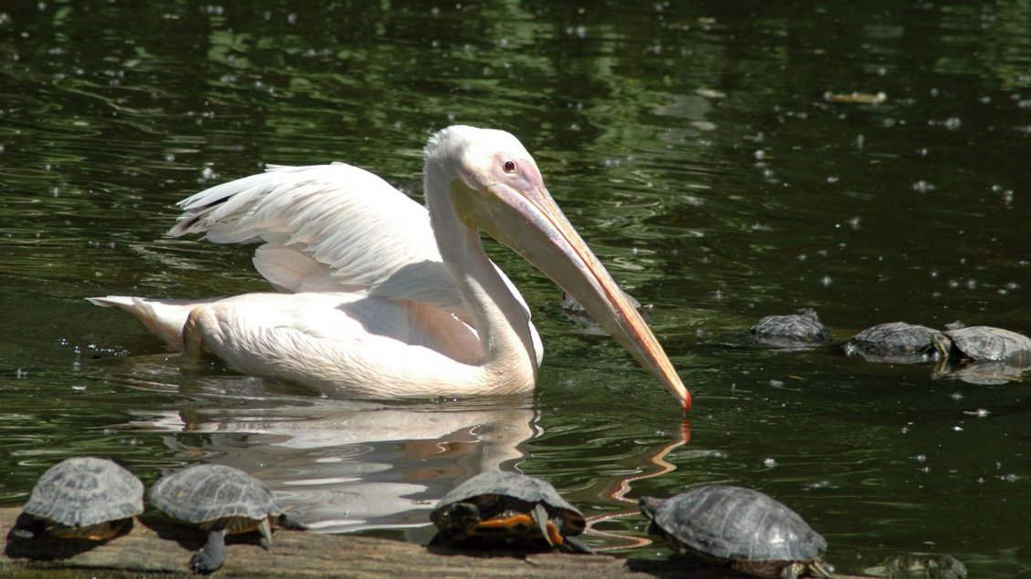 Download Wallpaper White pelican and turtles on the lake