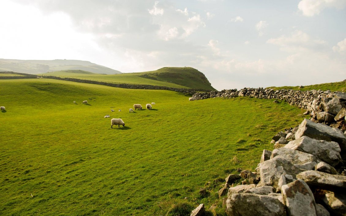 Download Wallpaper Mountain sheep grazing