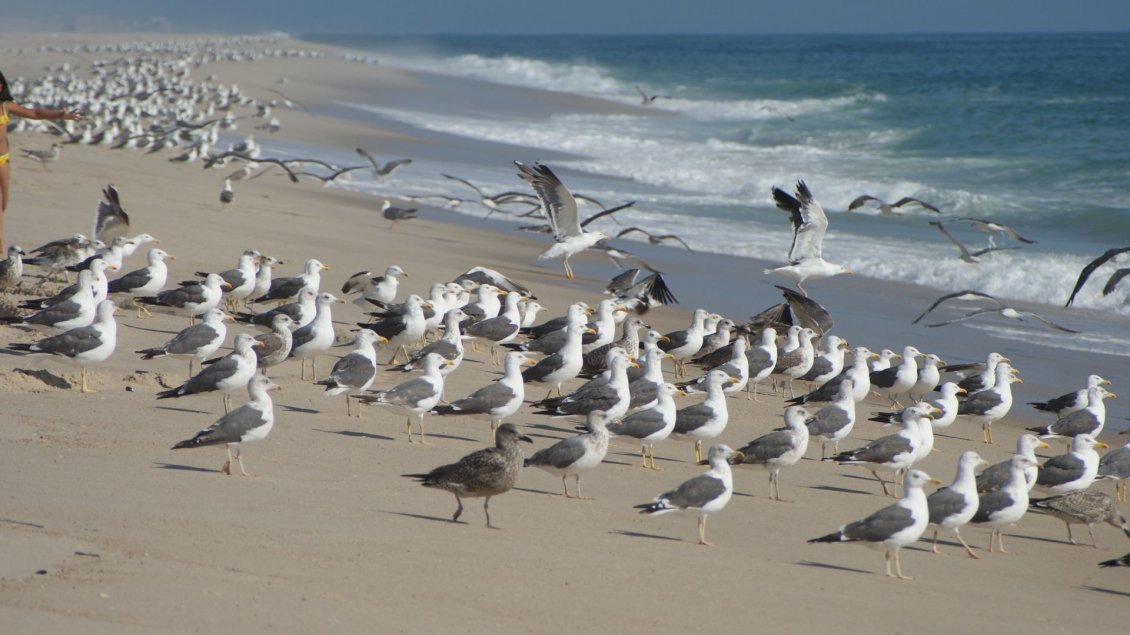 Download Wallpaper White and gray seagulls on the beach
