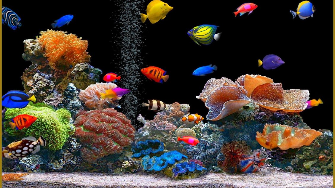 Download Wallpaper Colorful fishes in the aquarium