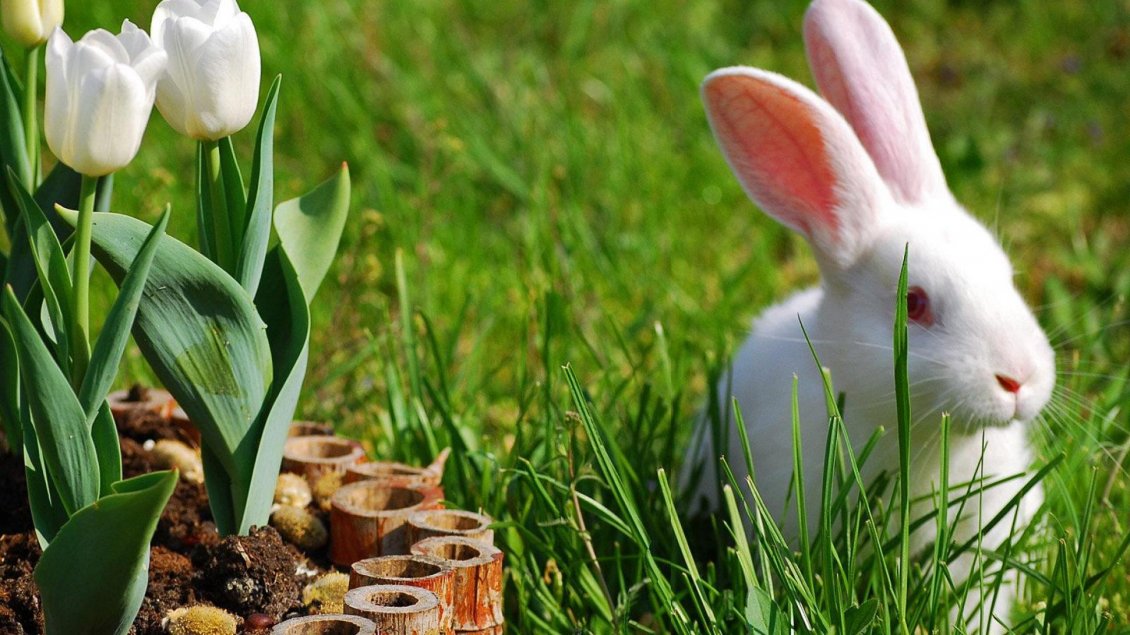 Download Wallpaper White rabbit with red eyes in the grass