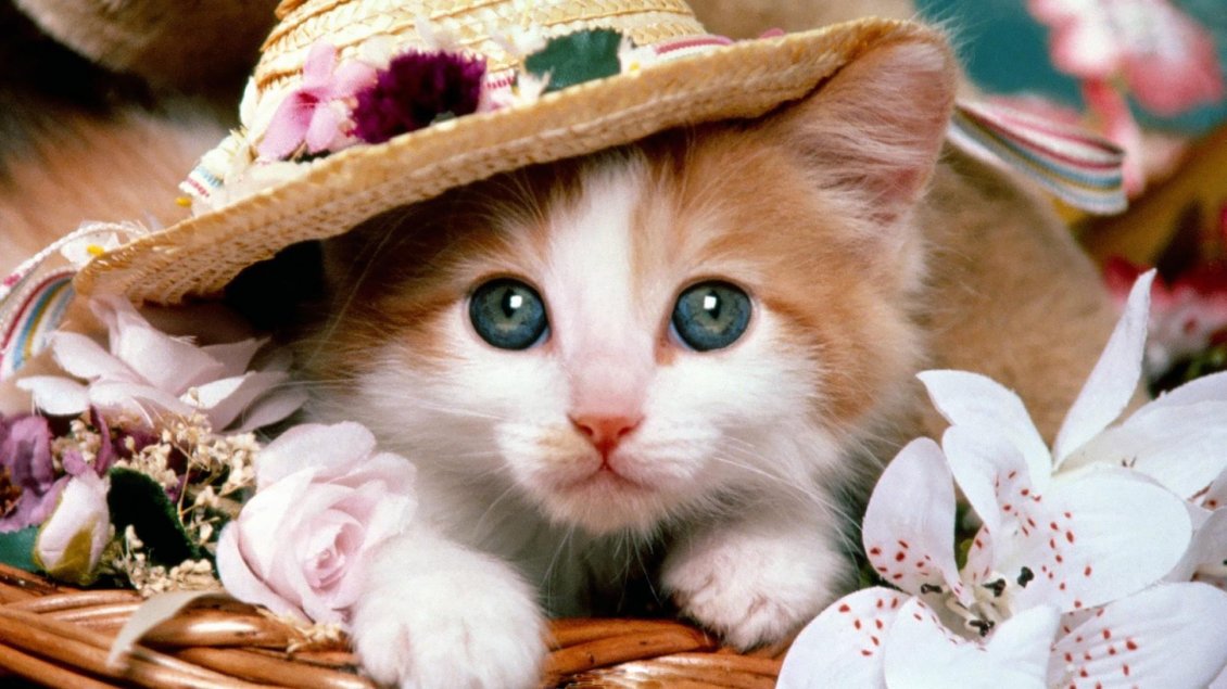 Download Wallpaper Cute kitten with hat between flowers