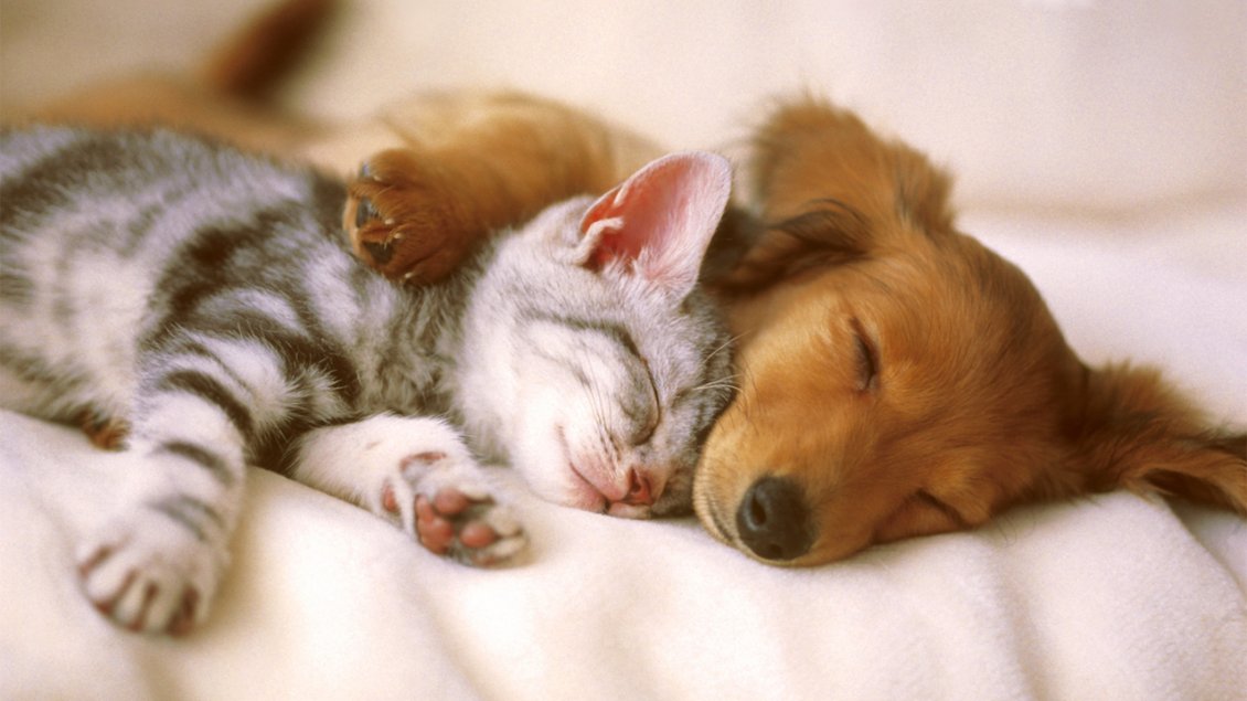 Download Wallpaper Cute cat and dog sleep embrace