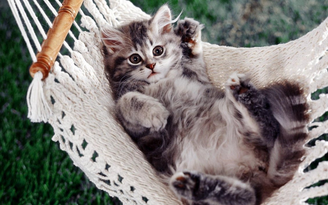 Download Wallpaper Sweet gray cat in hammock