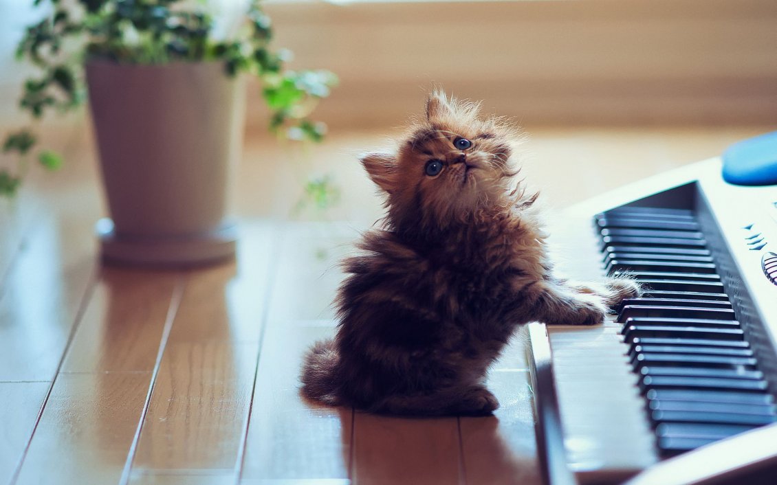 Download Wallpaper Cute kitten playing the organ