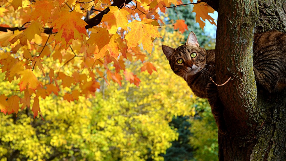 Download Wallpaper Cat in the tree - Autumn day