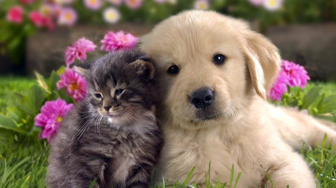 Download Wallpaper Sweet dog and cat in the garden