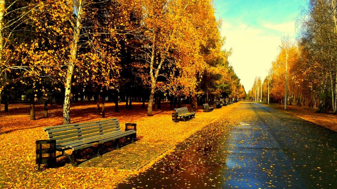 Download Wallpaper Autumn day in the park, dry leaves on the ground