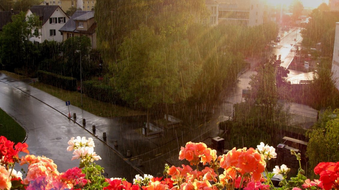 Download Wallpaper Colorful flowers in rain - Summer day
