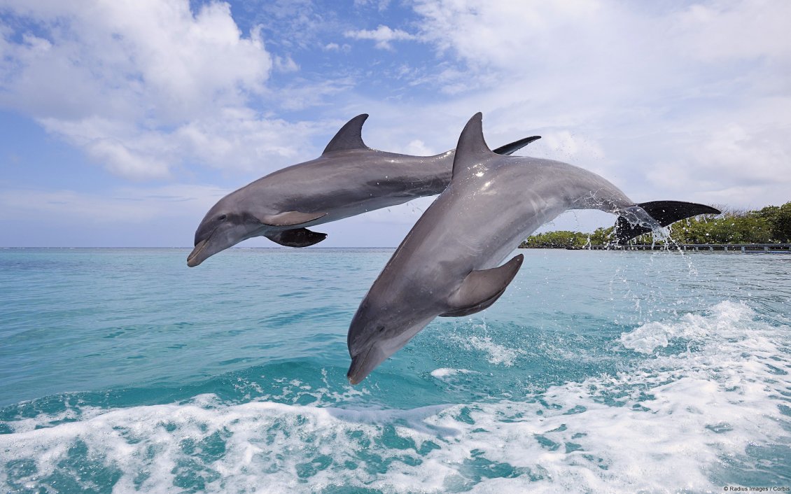 Download Wallpaper Two dolphins in the sea