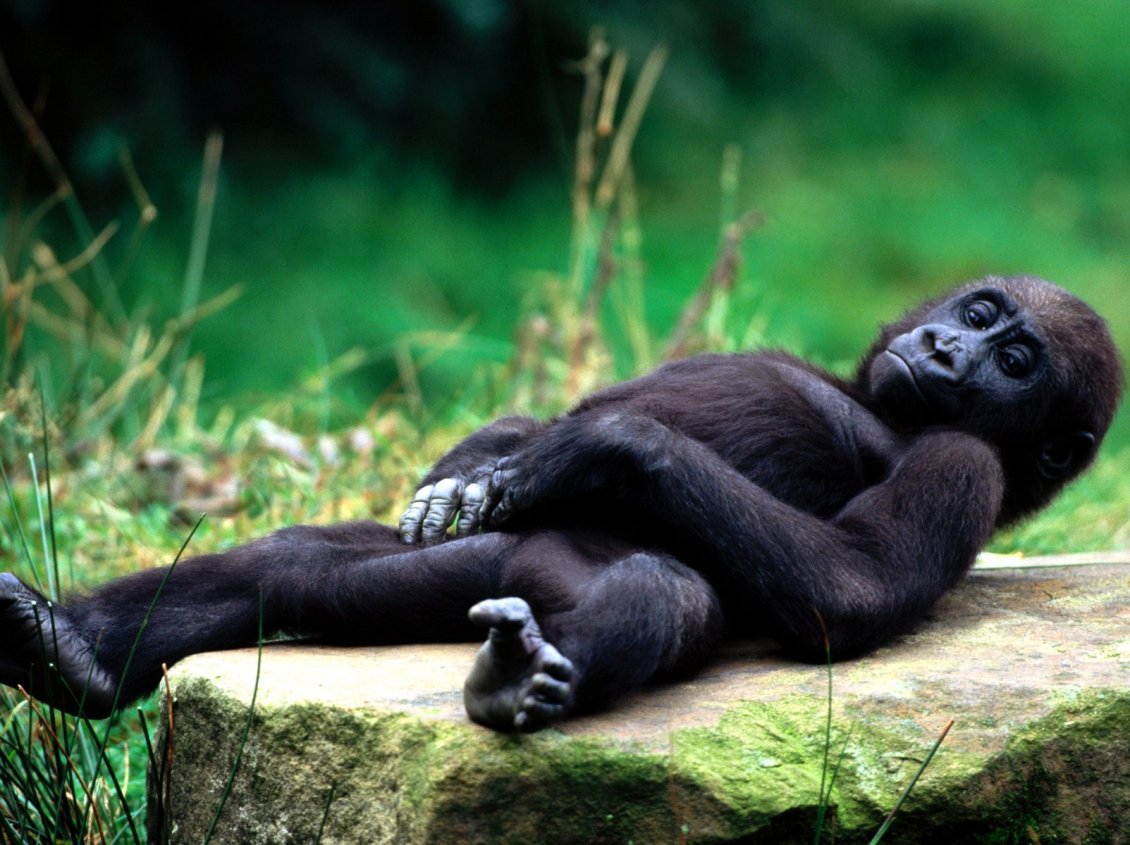 Download Wallpaper Gorilla relaxed on a stone