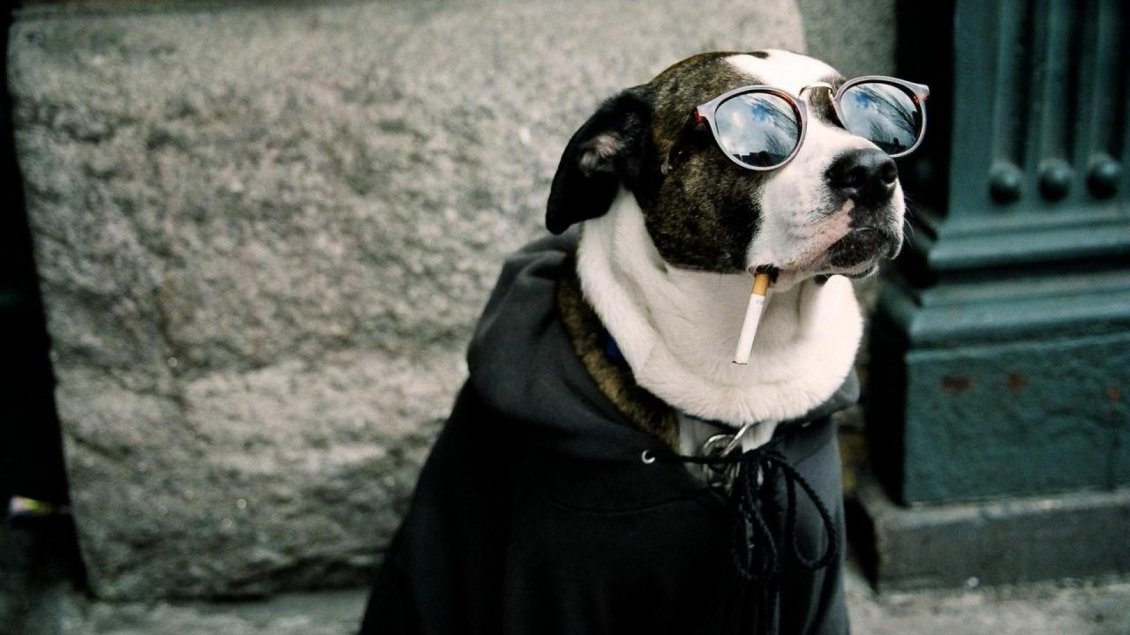 Download Wallpaper Dog with glasses and cigarette