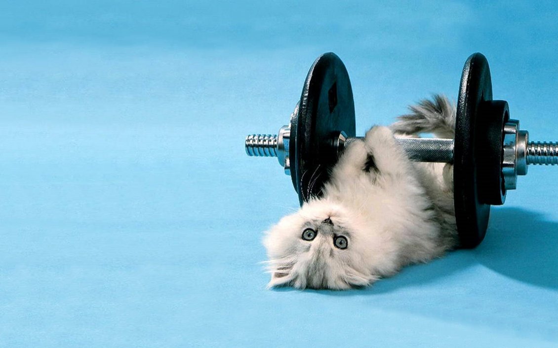 Download Wallpaper Cute white cat lifting weights  - Cat at gym