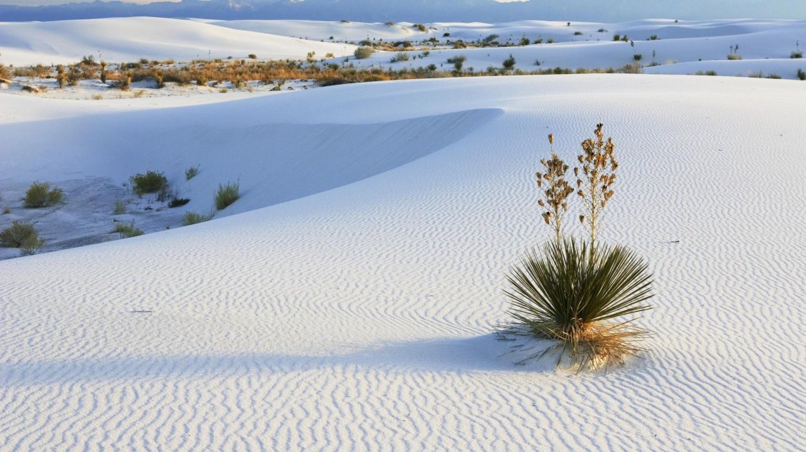 Download Wallpaper White sand and some random bushes
