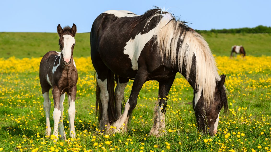 Download Wallpaper A horse with foal in a field with flowers