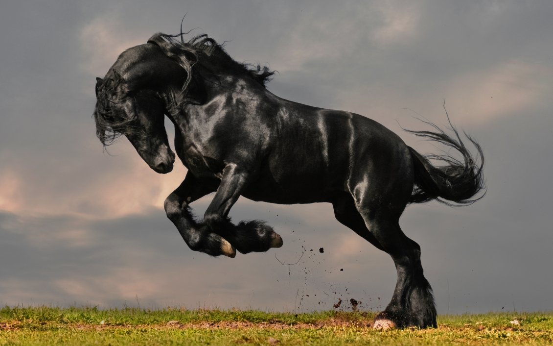 Download Wallpaper Black horse standing up on two hooves
