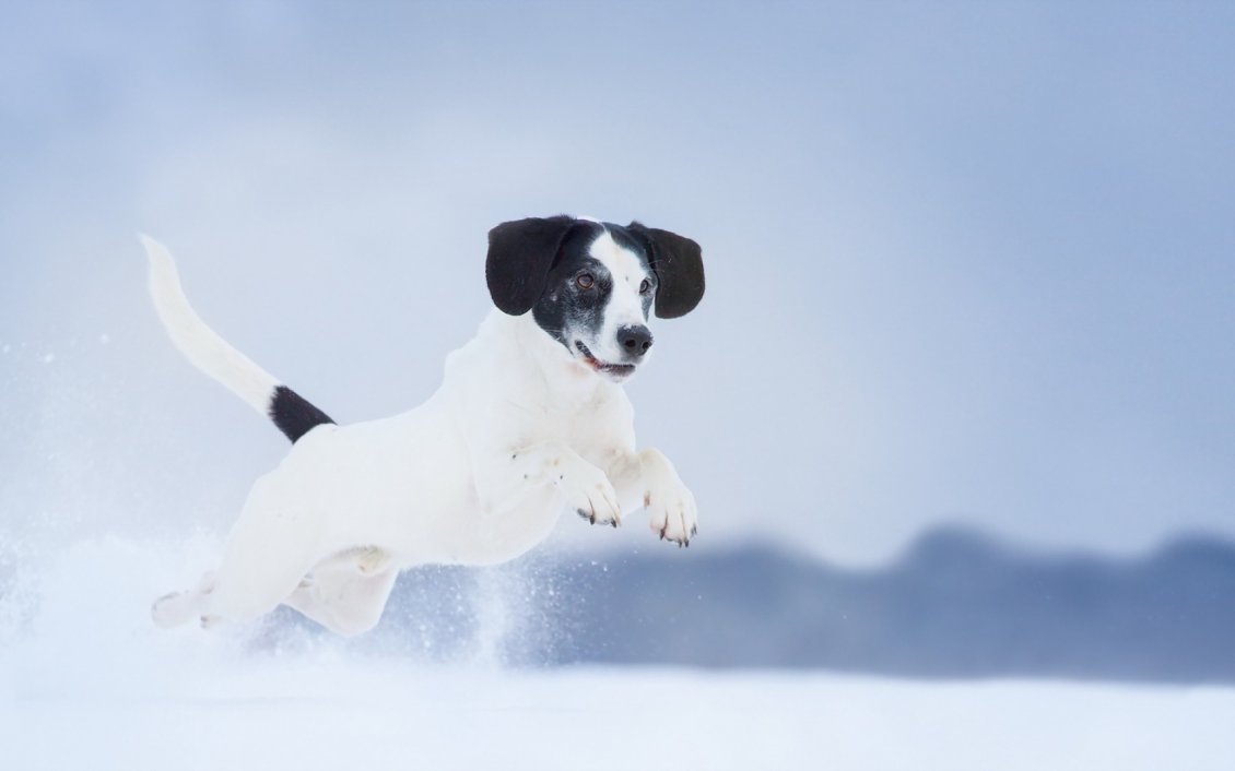 Download Wallpaper White dog with black spots jumping through snow