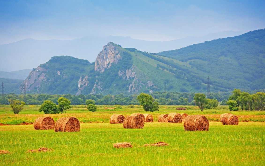 Download Wallpaper Bales of hay in the green field
