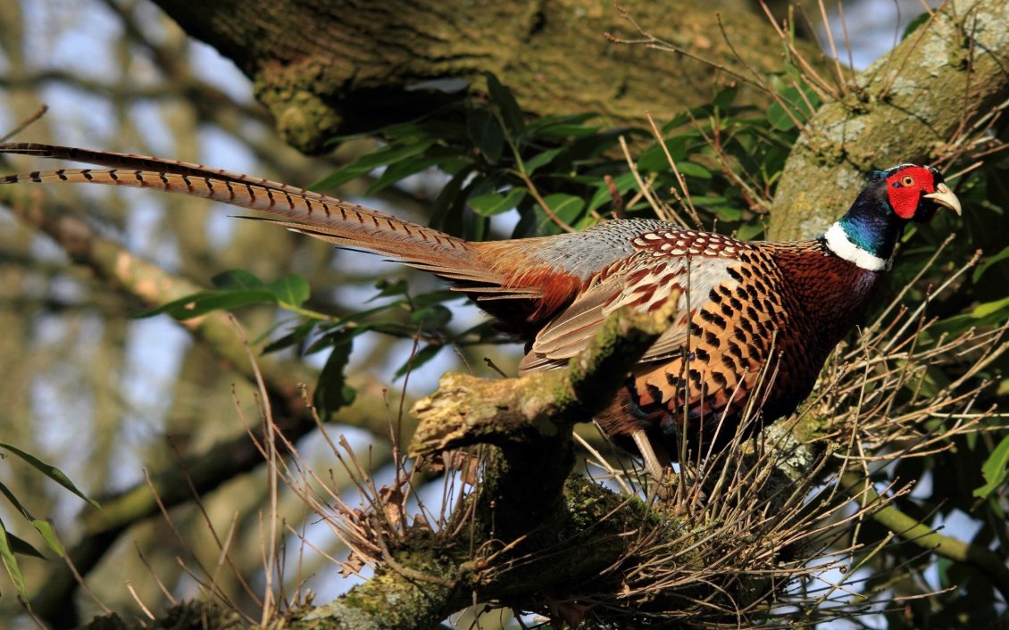 Download Wallpaper Colorful pheasant on the tree