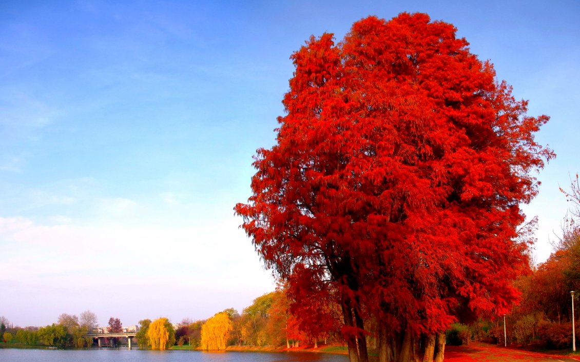 Download Wallpaper Red and yellow trees on the shore of lake