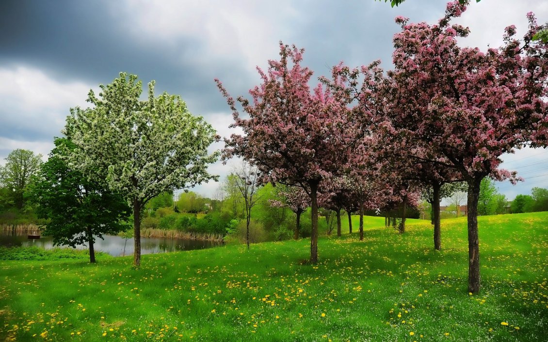 Download Wallpaper Orchard with blooming trees