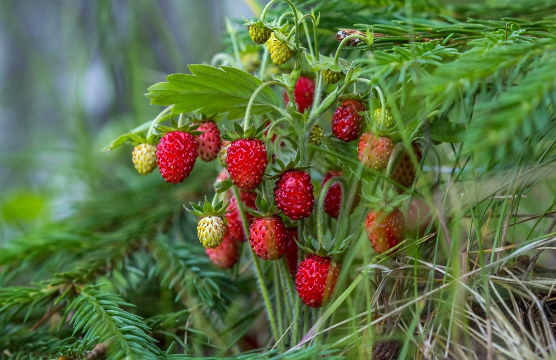 Download Wallpaper Red strawberries in the grass