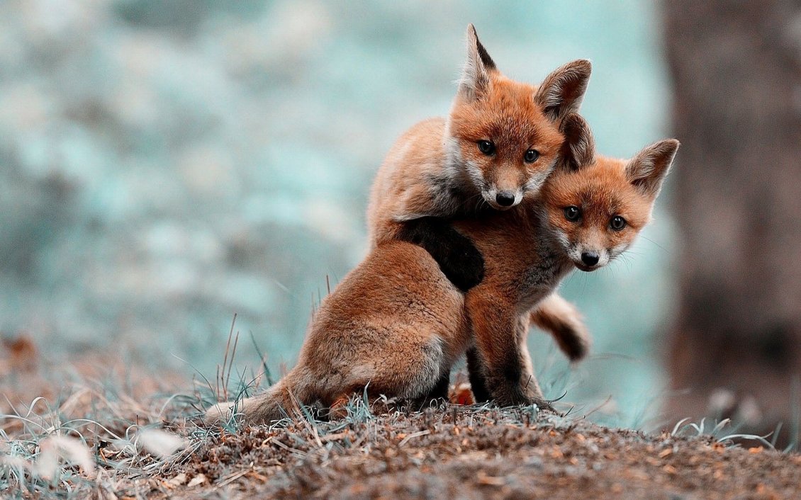 Download Wallpaper Two baby fox playing in the woods