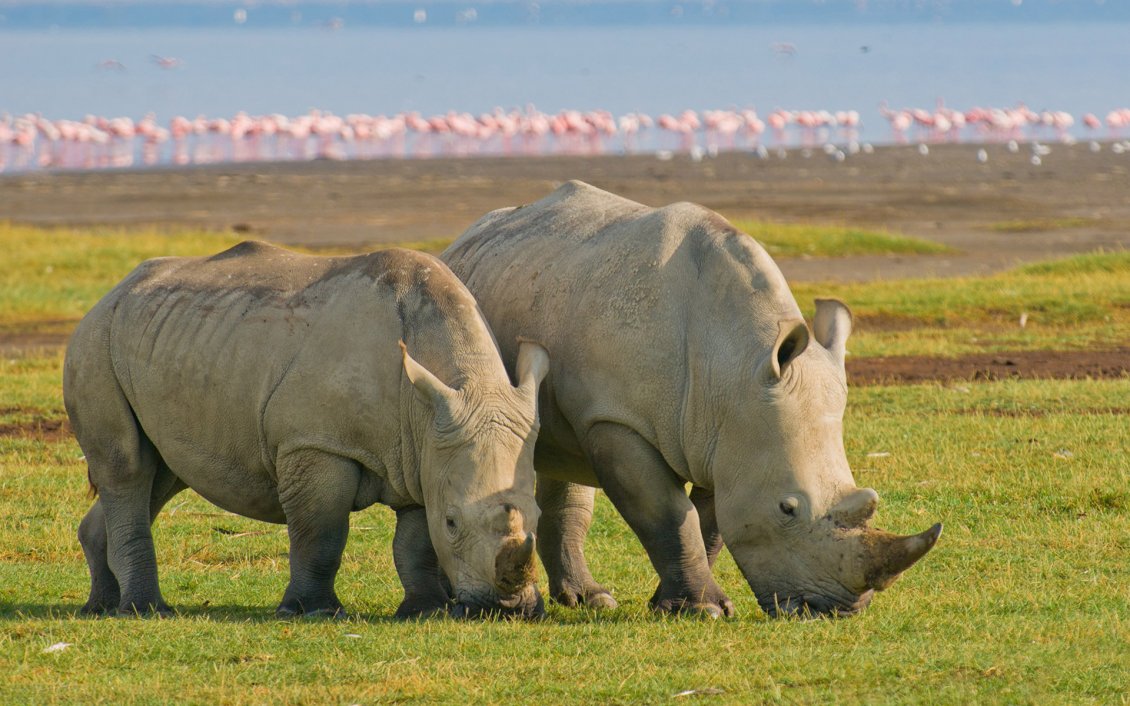 Download Wallpaper Two rhinos grazing in field