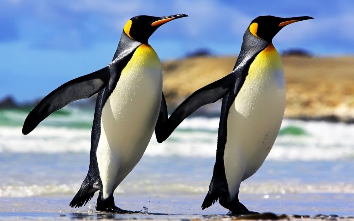 Download Wallpaper Two penguins walking on beach