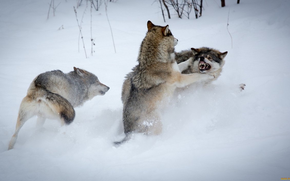 Download Wallpaper Wolfs fighting  in the snow