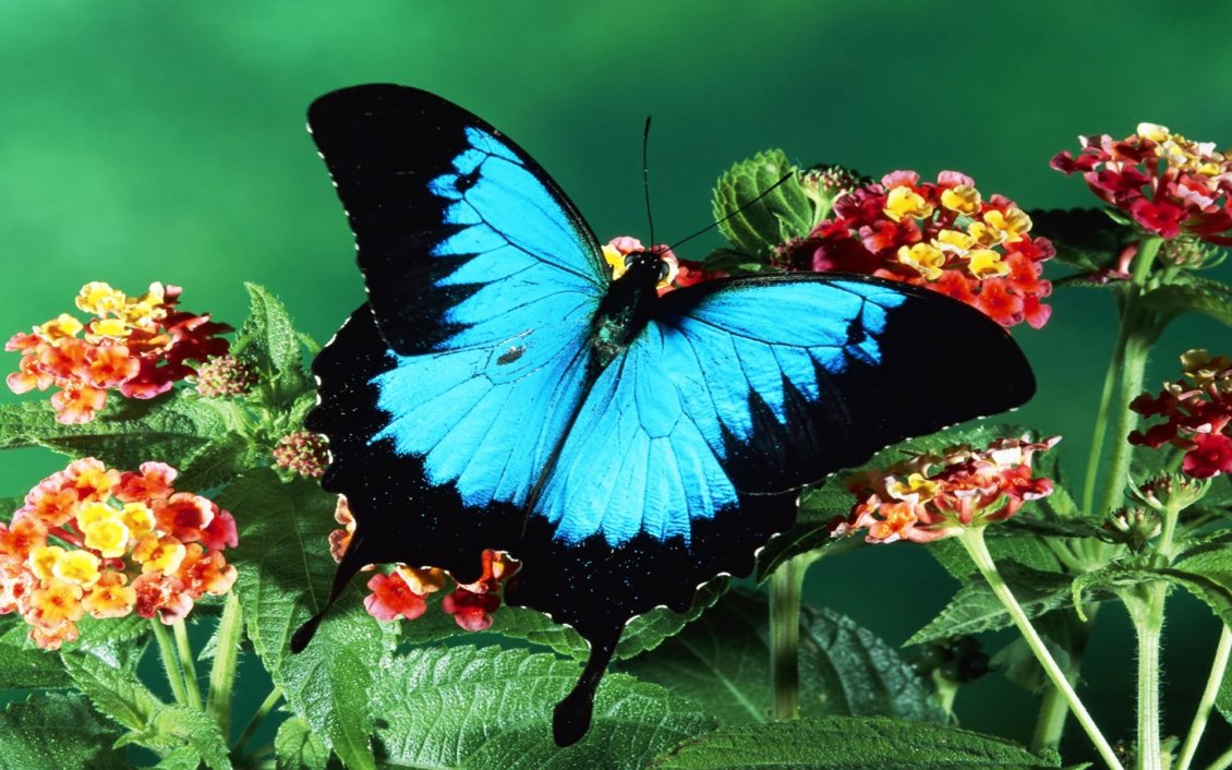 Download Wallpaper Big blue butterfly on the red flowers