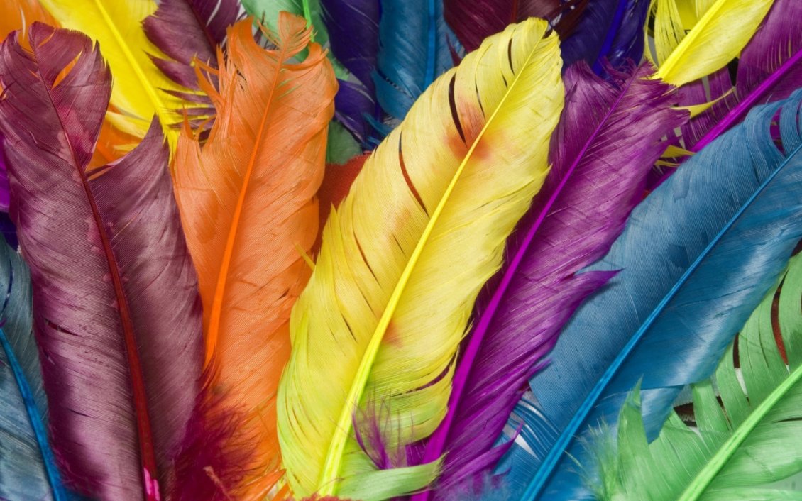 Download Wallpaper Coloured feathers goose - HD wallpaper