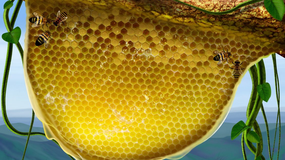 Download Wallpaper Honeycomb and honey