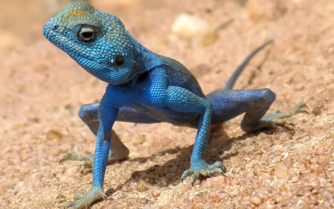 Download Wallpaper Australian Blue Lizard