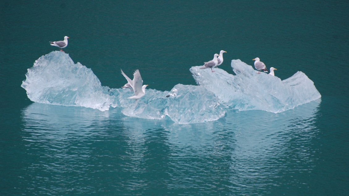 Download Wallpaper Seagulls on the iceberg in middle of the ocean