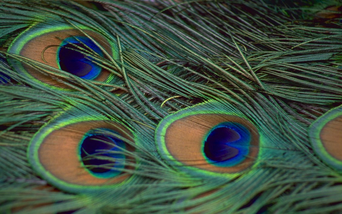 Download Wallpaper Colorful Peacock feather