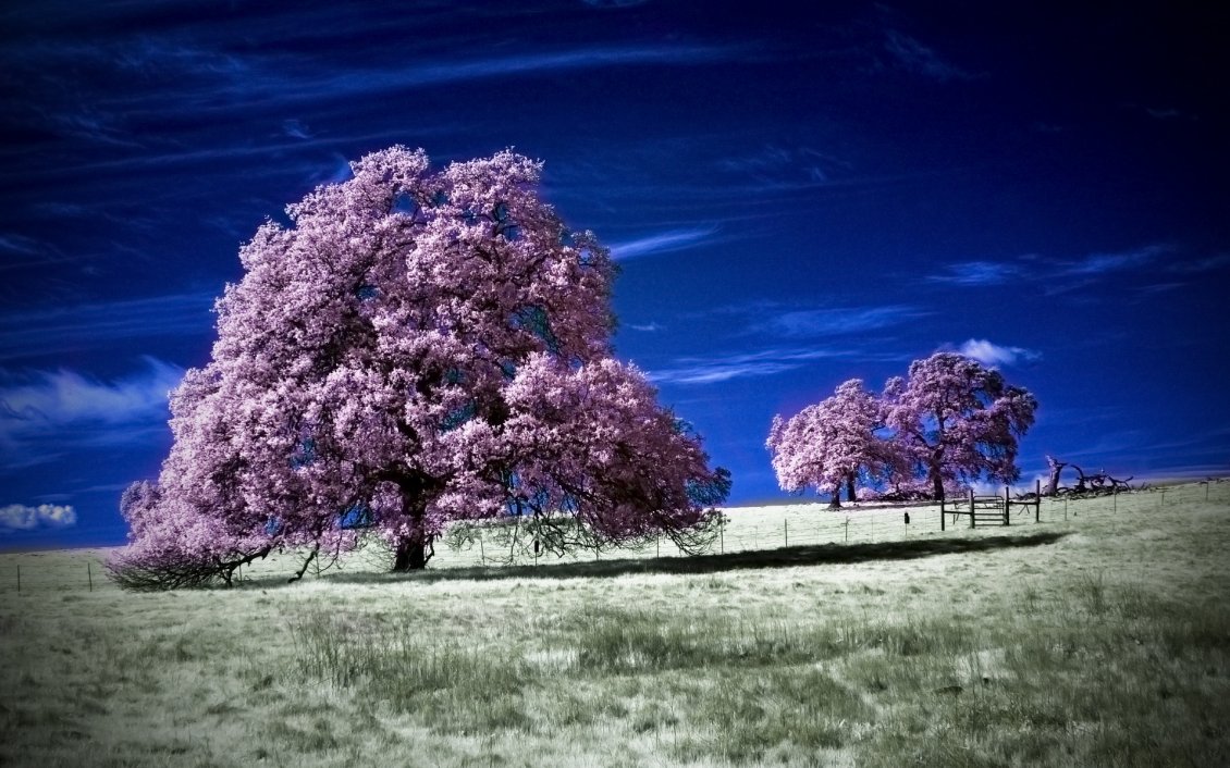 Download Wallpaper Blooming trees with pink flowers on the field