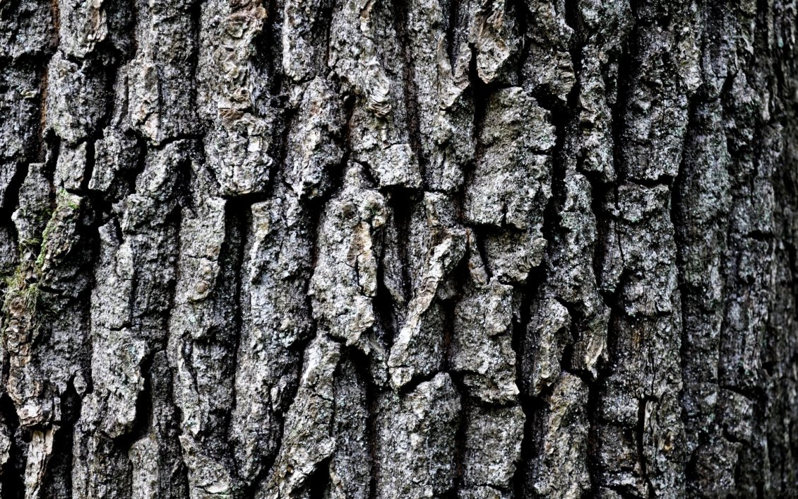 Download Wallpaper Grey tree bark HD