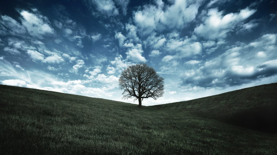 Download Wallpaper One tree on the foothills