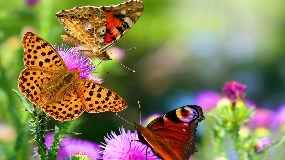 Download Wallpaper Three colorful butterflies on the pink flowers