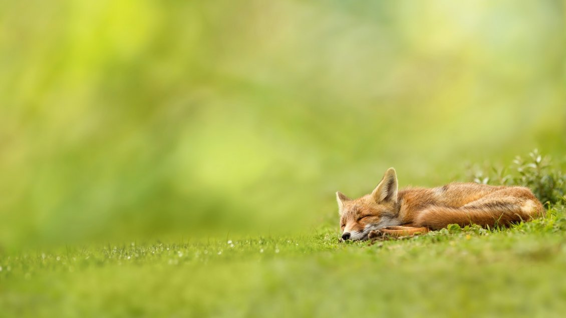 Download Wallpaper Baby fox sleeping in grass