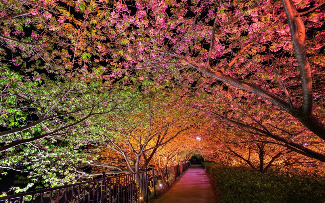 Download Wallpaper Tunnel under the blooming branches of trees