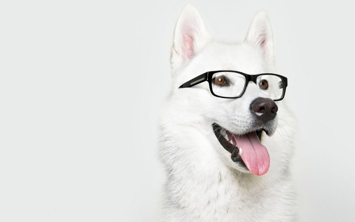 Download Wallpaper White Dog wearing a pair of glasses