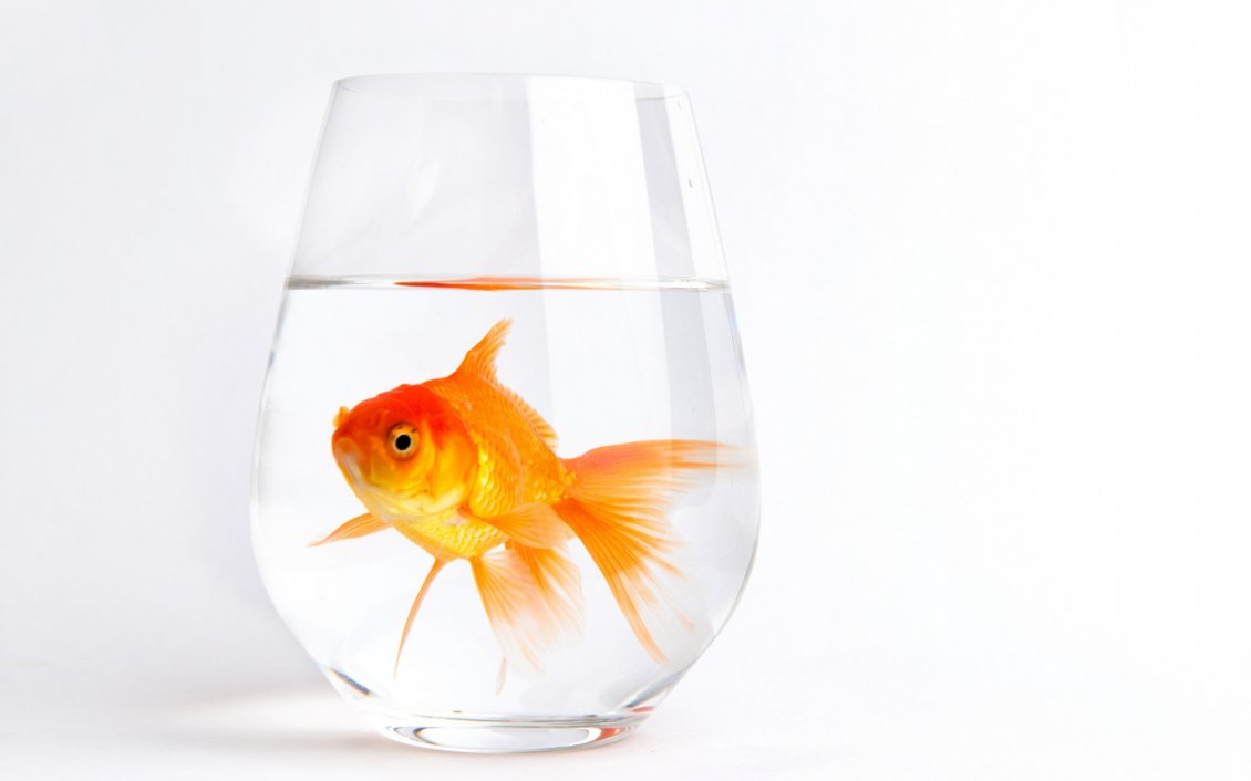 Download Wallpaper Gold fish in a glass with water