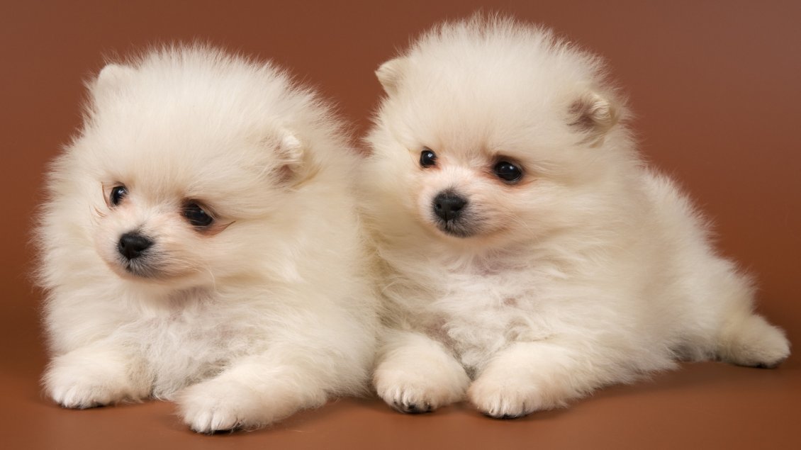 Download Wallpaper Two sweet white Pomeranian puppies