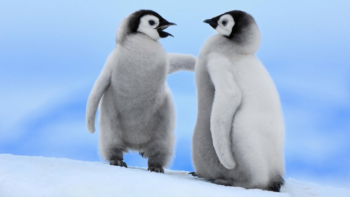 Download Wallpaper Two cute baby penguins talking